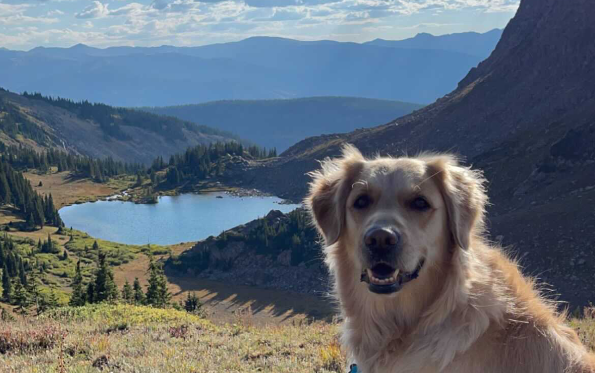 Image of Piper, dog of Liz Guiducci.